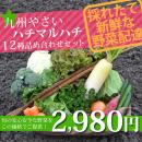 九州やさいオススメ野菜12種セット!
